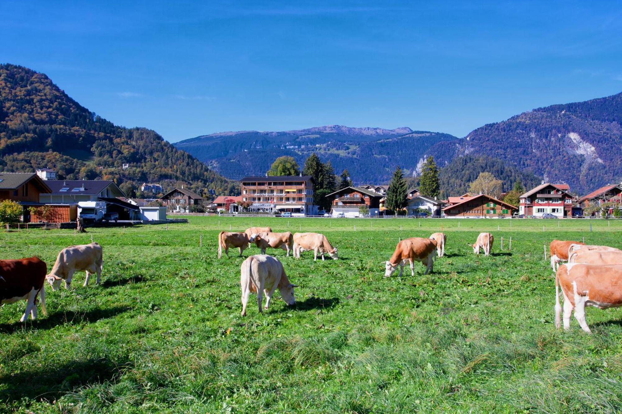 Jungfrau Hotel Wilderswil Exteriör bild